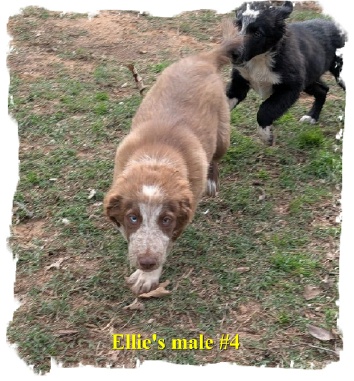 ABCA R/W male Border Collie out of working stock